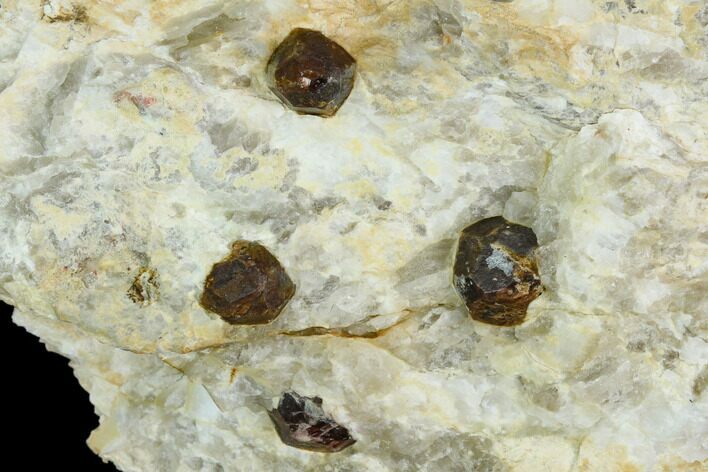 Red Pyrope Garnets in Quartzite - Namibia #128398